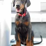 Errores al educar a un perro