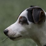 ¿Qué es el pienso holístico?