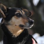 Vacuna séxtuple para perros
