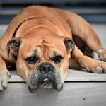 Granos en perros: ¿pueden tener los perros acné?