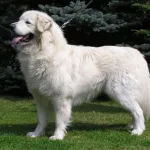 Tchuvatch Eslovaco