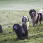 perro pastor polaco de las llanuras