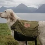 Setter inglés