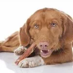Alimentación natural para tu perro