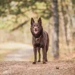 Australian Kelpie