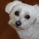 Pienso Bichón Maltés
