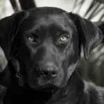 Perro pastor mallorquín