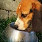 Comida húmeda para perros