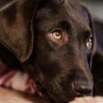 Efectos secundarios de las vacunas en perros