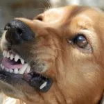 Mordedura de perro en la mano