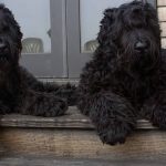 Terrier Negro Ruso