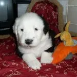 Bobtail