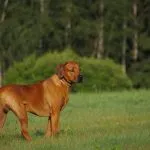 Rhodesian Ridgeback o Perro crestado de Rodesia