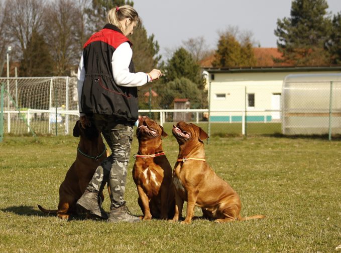 curso de adiestramiento canino para particulares