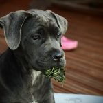 Cane Corso o Mastín italiano