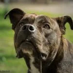 Dogo mallorquín
