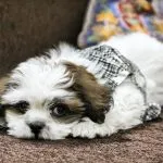 Lhasa apso