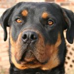 razas prohibidas perros