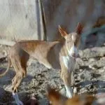 Podenco Canario