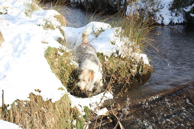 El perro de Nutria disfruta cazando y nadando