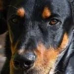 Beauceron