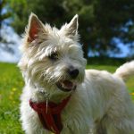 Cairn terrier