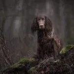 Este cazador incansable es un gran desconocido