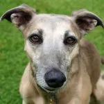Greyhound o Galgo inglés