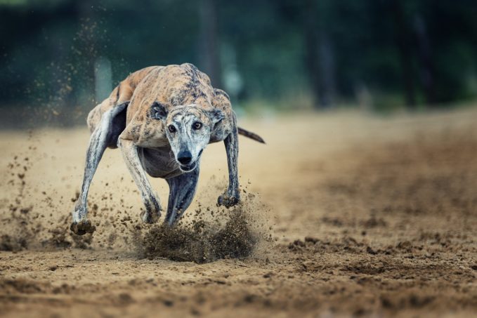 Greyhound o Galgo inglés