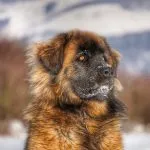 Leonberger