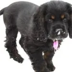 American Water Spaniel