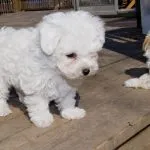 El Bichón Boloñés cachorro es la definición gráfica de 'adorable'