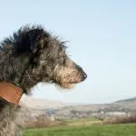 deerhound