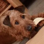 El irish terrier es un maravilloso perro de compañía