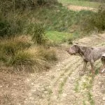 El perdiguero de Burgos es un perro perfecto para la caza
