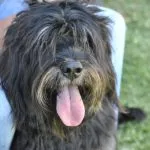 Leal y tranquilo, el perro pastor portugués se ha hecho un hueco en los hogares