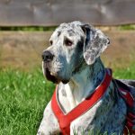 Pienso de calidad para perros
