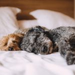 Mejores piensos para articulaciones de perros