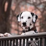 Piensos para perros con alta actividad física