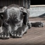 Pienso de atún para perros