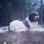 Perro Pastor Rumano de Mioritza