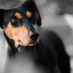 Pienso para perros adultos