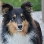 Perro pastor de las Islas Shetland
