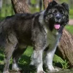 Perro pastor cáucasico