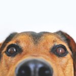 Gastroenteritis en perros