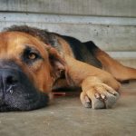 Uveítis en perros