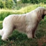 Perro pastor del sur de Rusia