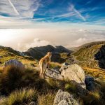 Intoxicación por sapos en perros