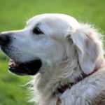 Pienso de pollo para perros