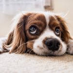 Pienso de cerdo para perros